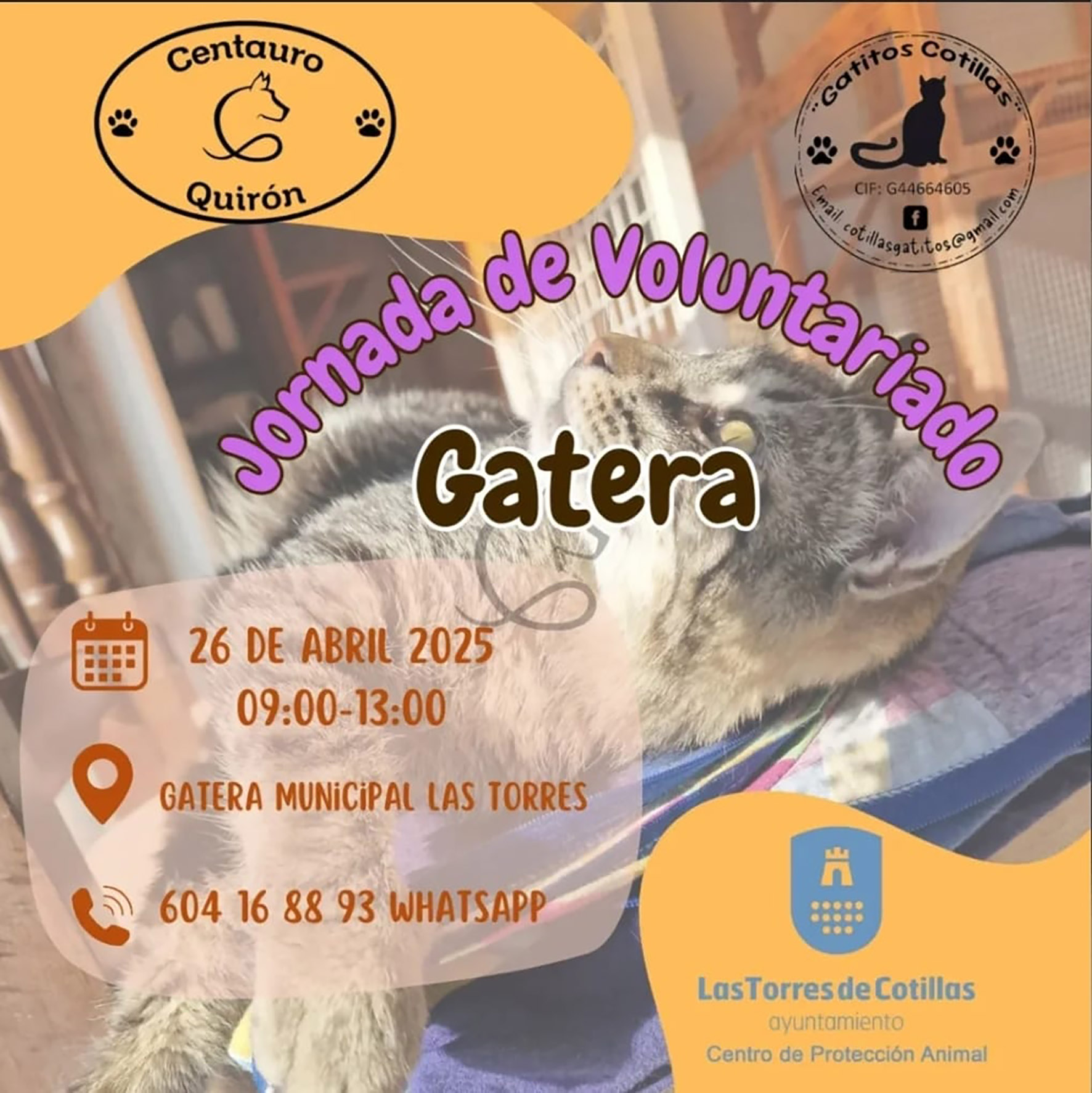 Nueva jornada de voluntariado en la gatera municipal 