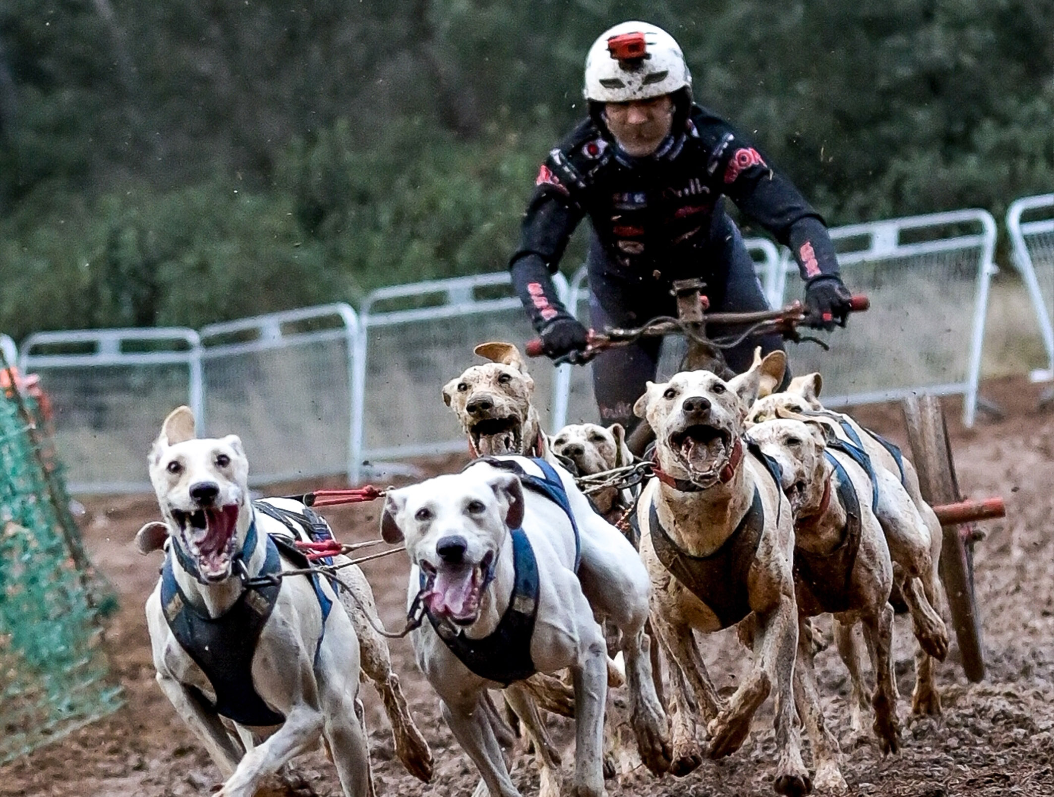 El torreño Tomás Ruiz, campeón de España de mushing de sprint en tierra 2025