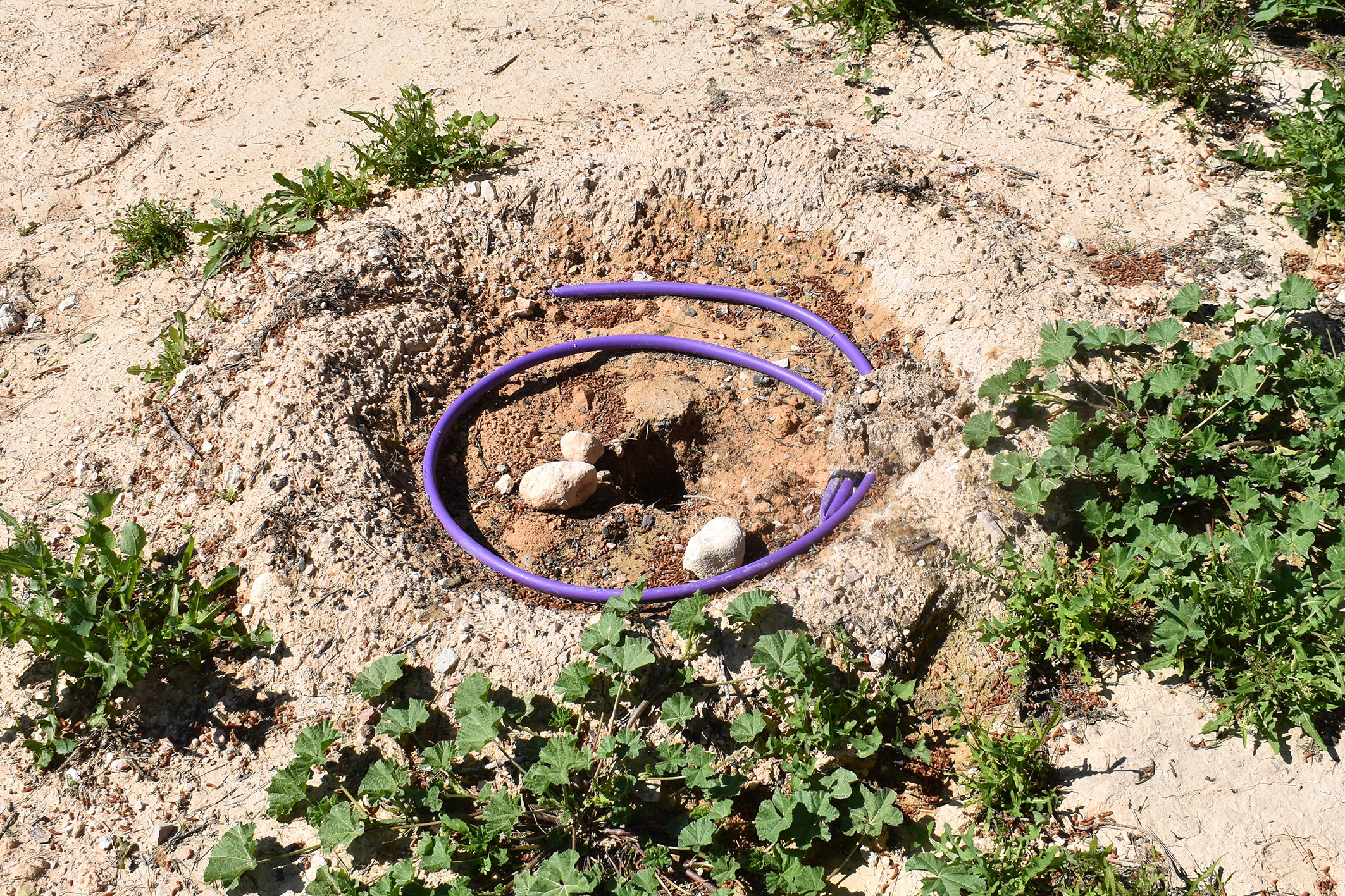 Roban árboles en una zona reforestada del Parque de la Antena