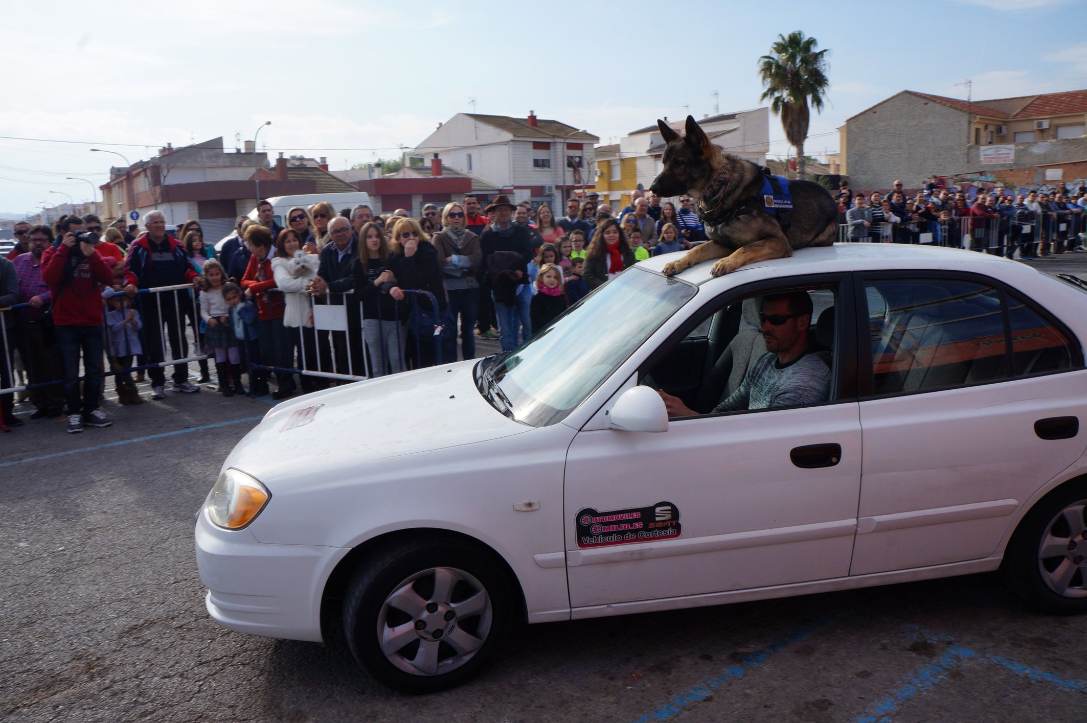 Exhibición canina Las Torres de Cotillas5