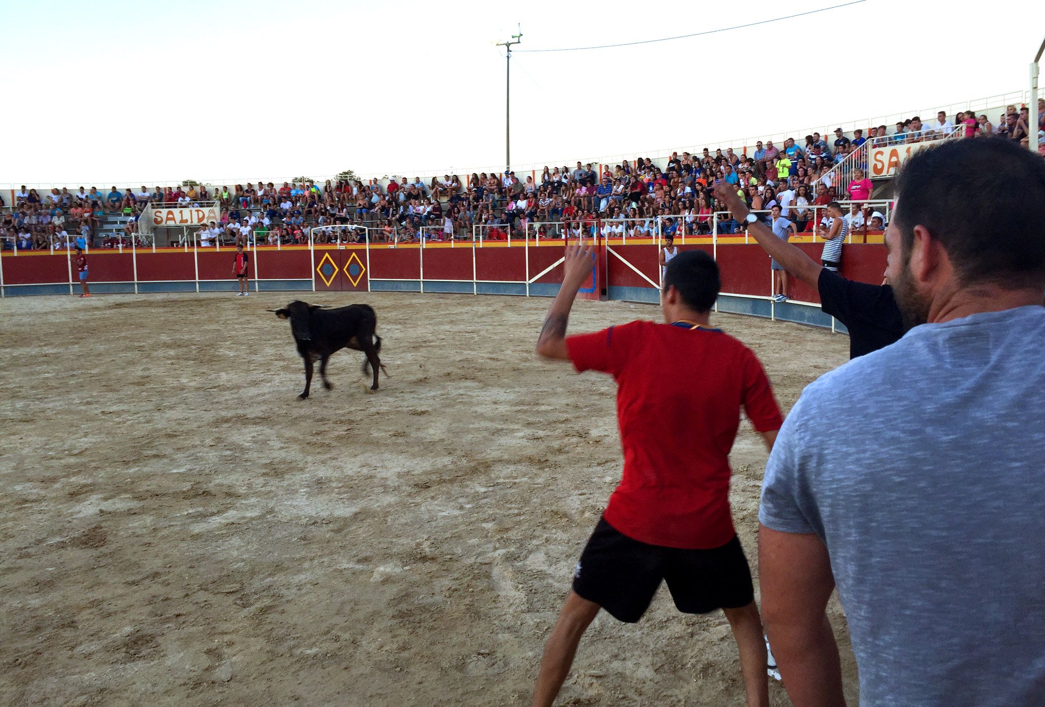 3ª suelta de vaquillas - Fiestas de Las Torres de Cotillas2