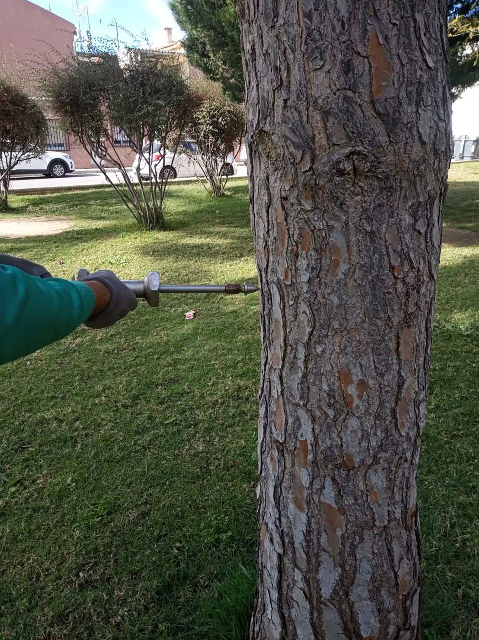 Las Torres de Cotillas combate las plagas de su arbolado con un novedoso sistema de control sostenible4 Las Torres de Cotillas combate las plagas de su arbolado con un novedoso sistema de control sostenible4