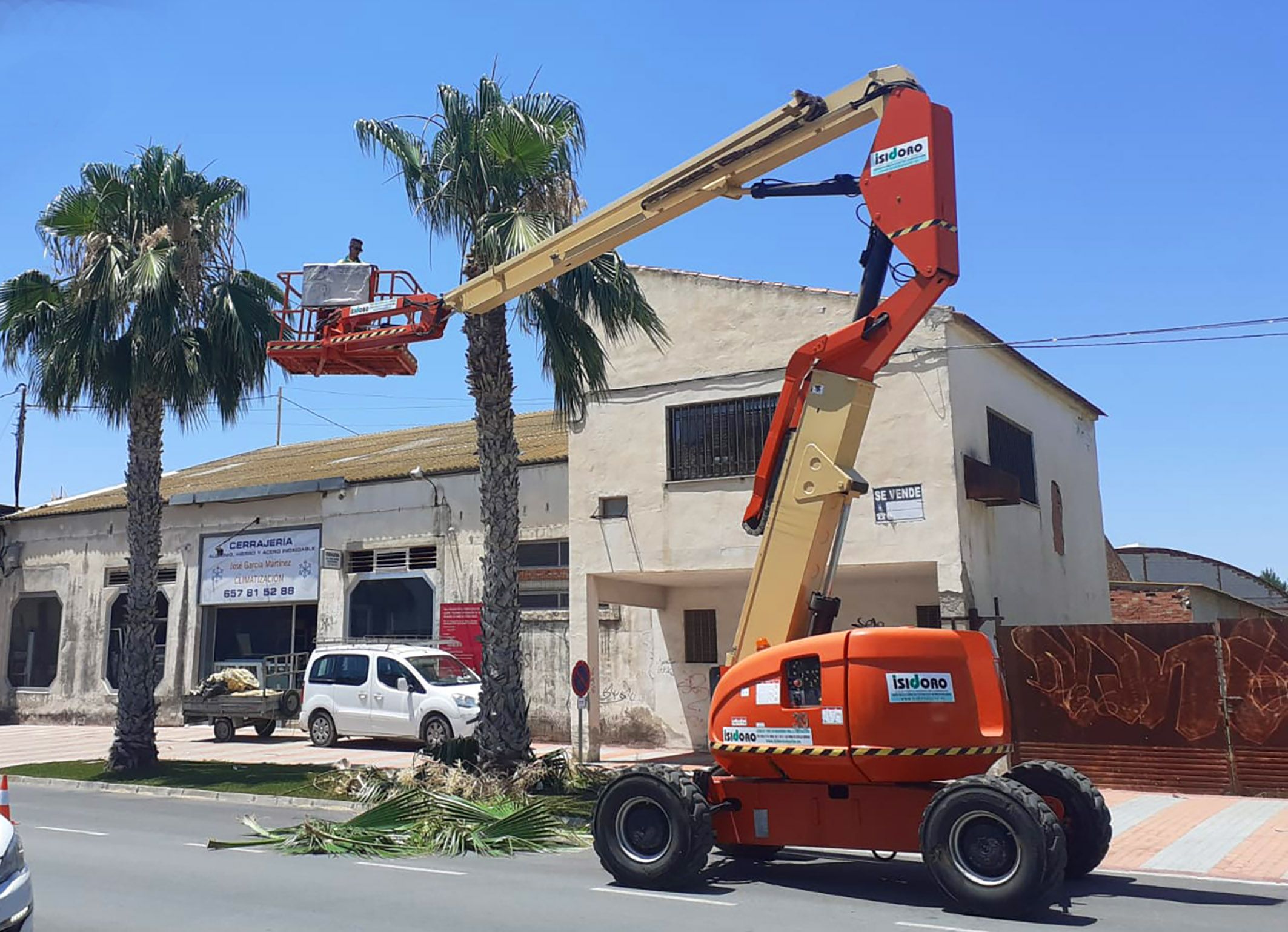 Comienza la poda pre verano de las palmeras del municipio4