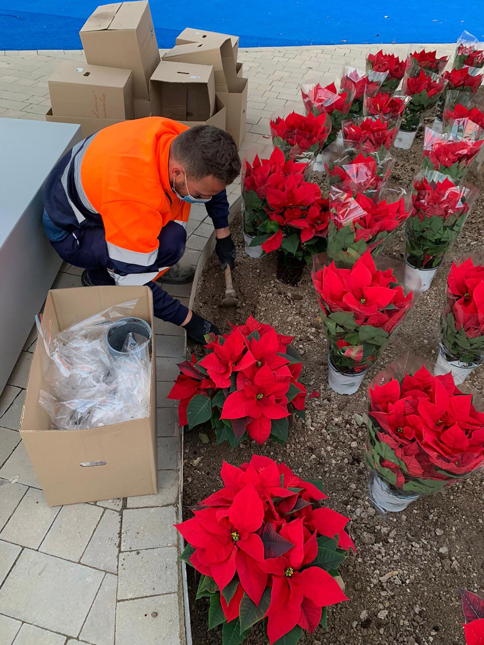 El color de la Navidad llega a los espacios verdes de Las Torres de Cotillas con 3.000 flores de Pascua2