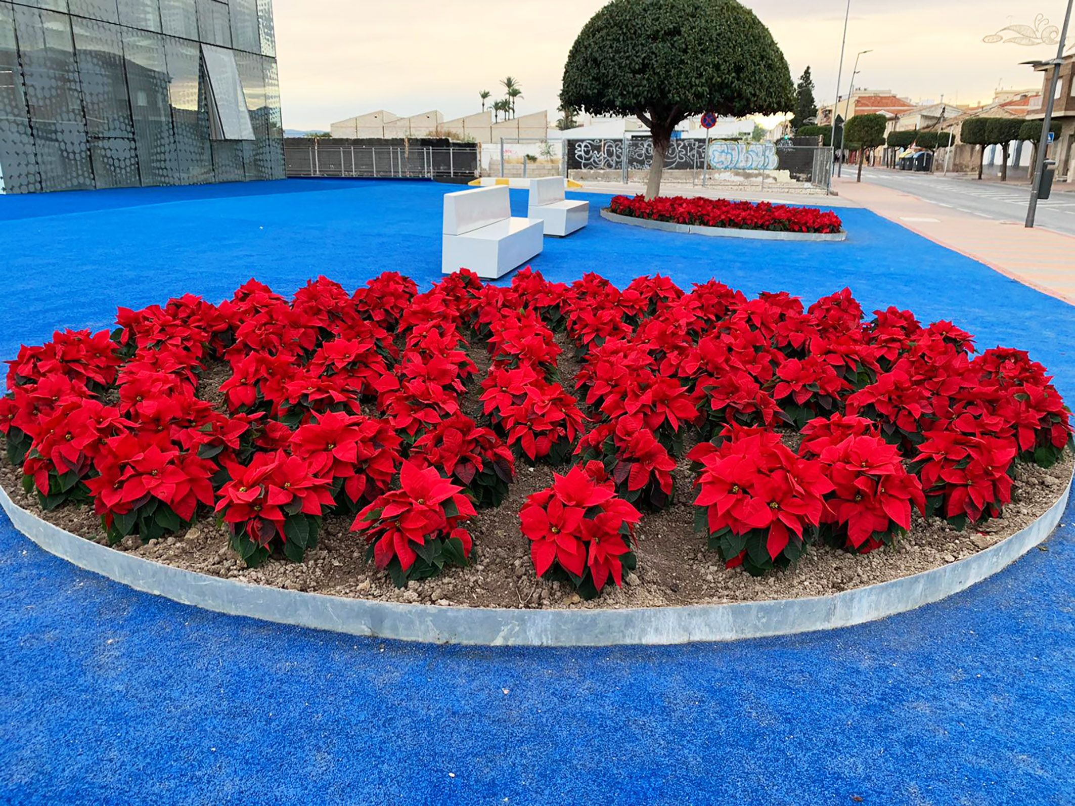 El color de la Navidad llega a los espacios verdes de Las Torres de Cotillas con 3.000 flores de Pascua3