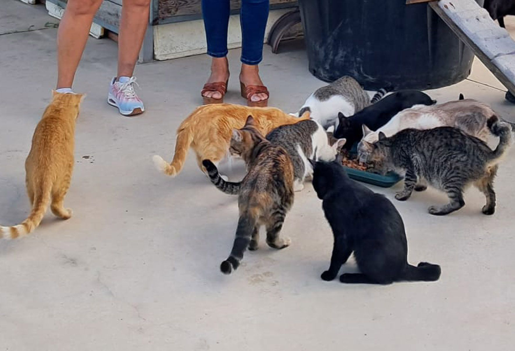 Reunión asociación Gatitos Cotillas2
