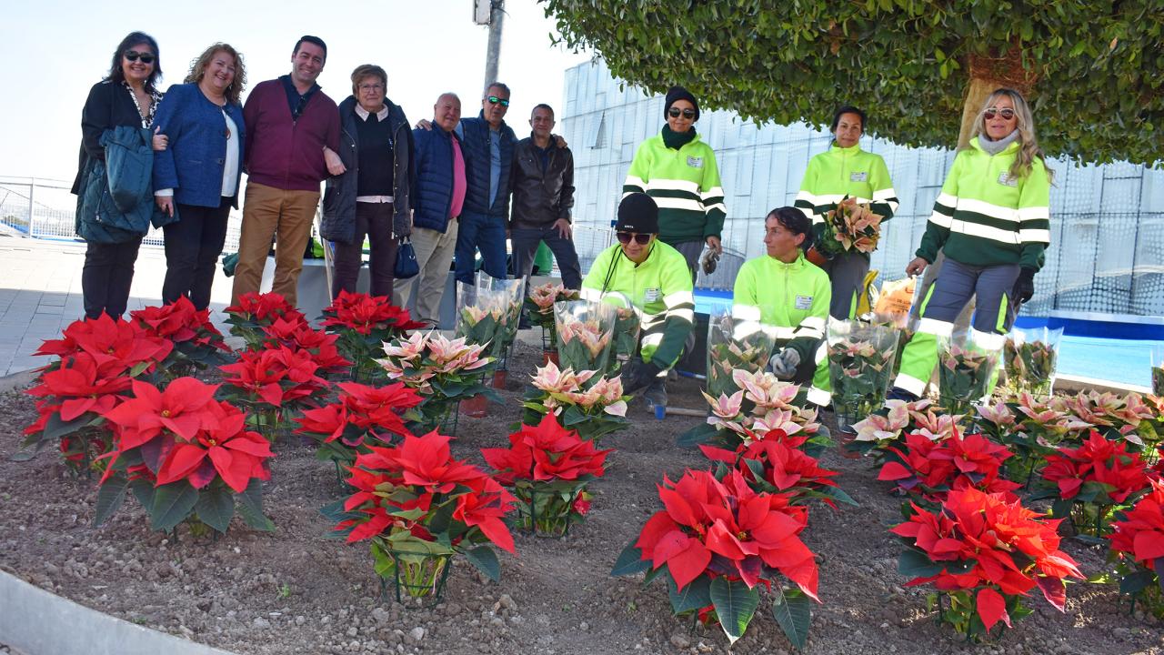 El taller de jardinería del SEF da un toque más navideño el municipio con la plantación de flores de Pascua