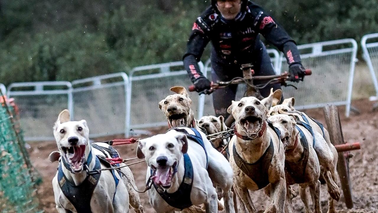 El torreño Tomás Ruiz, campeón de España de mushing de sprint en tierra 2025