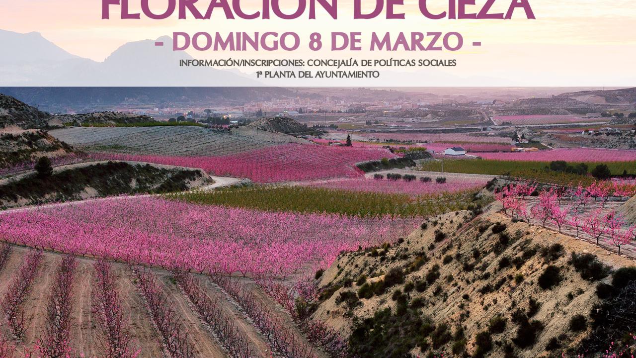 Las Torres de Cotillas disfrutará de la floración de Cieza y del valle de Ricote por el día internacional de la mujer