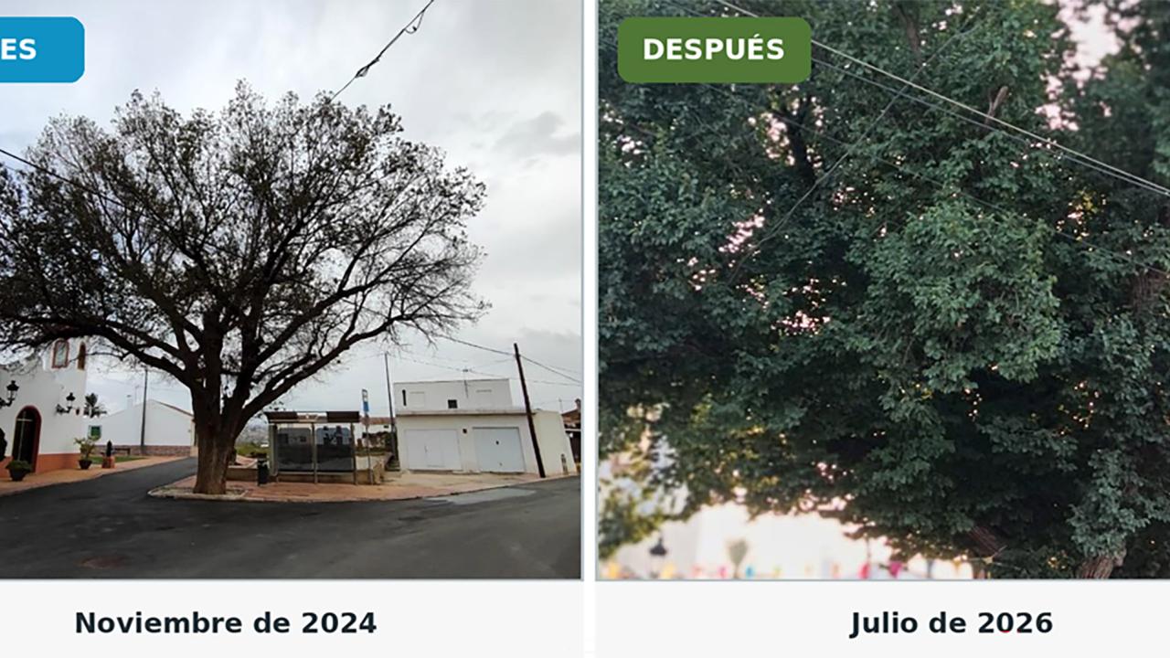Las actuaciones municipales de conservación permiten que el olmo de La Loma vuelva a llenarse de vida