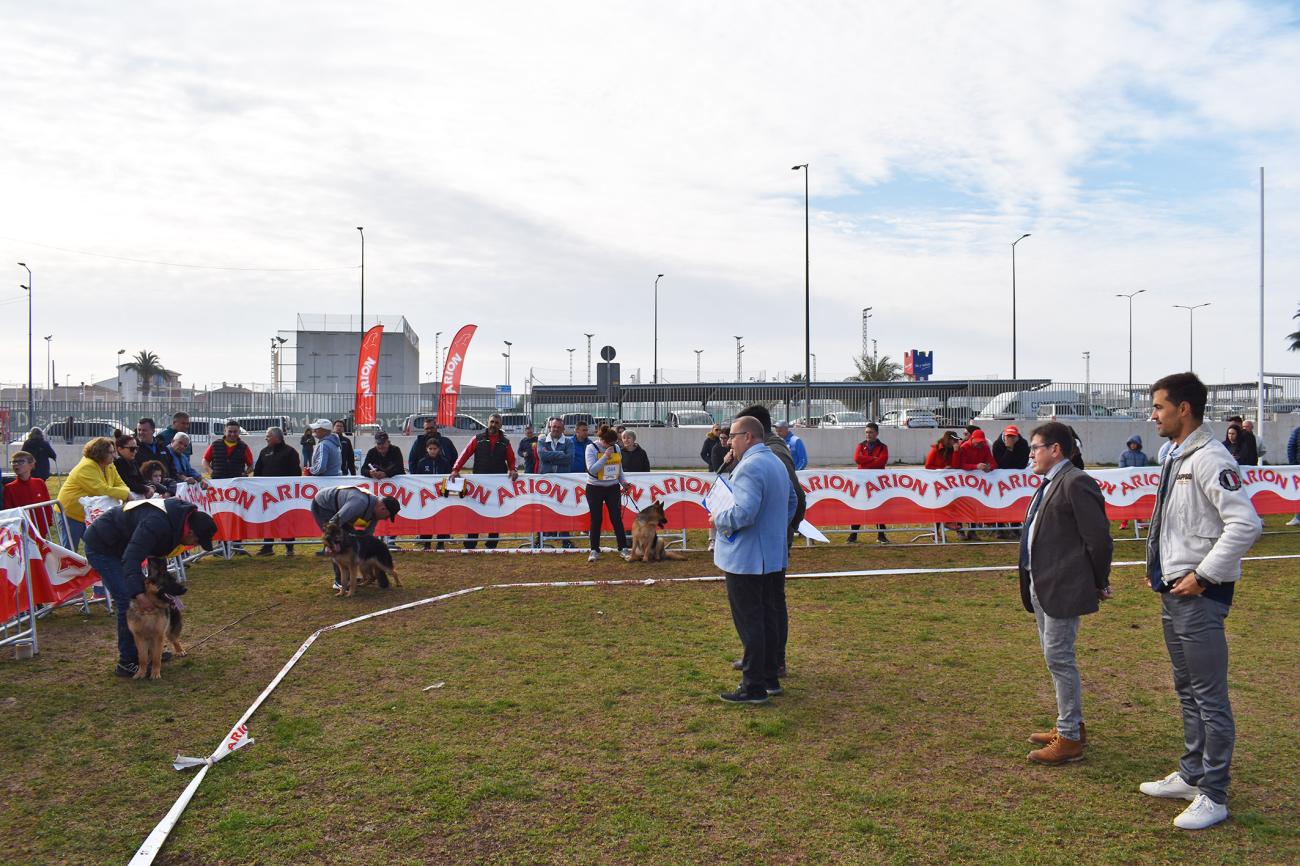 El pastor alemán, protagonista del fin de semana en Las Torres de Cotillas