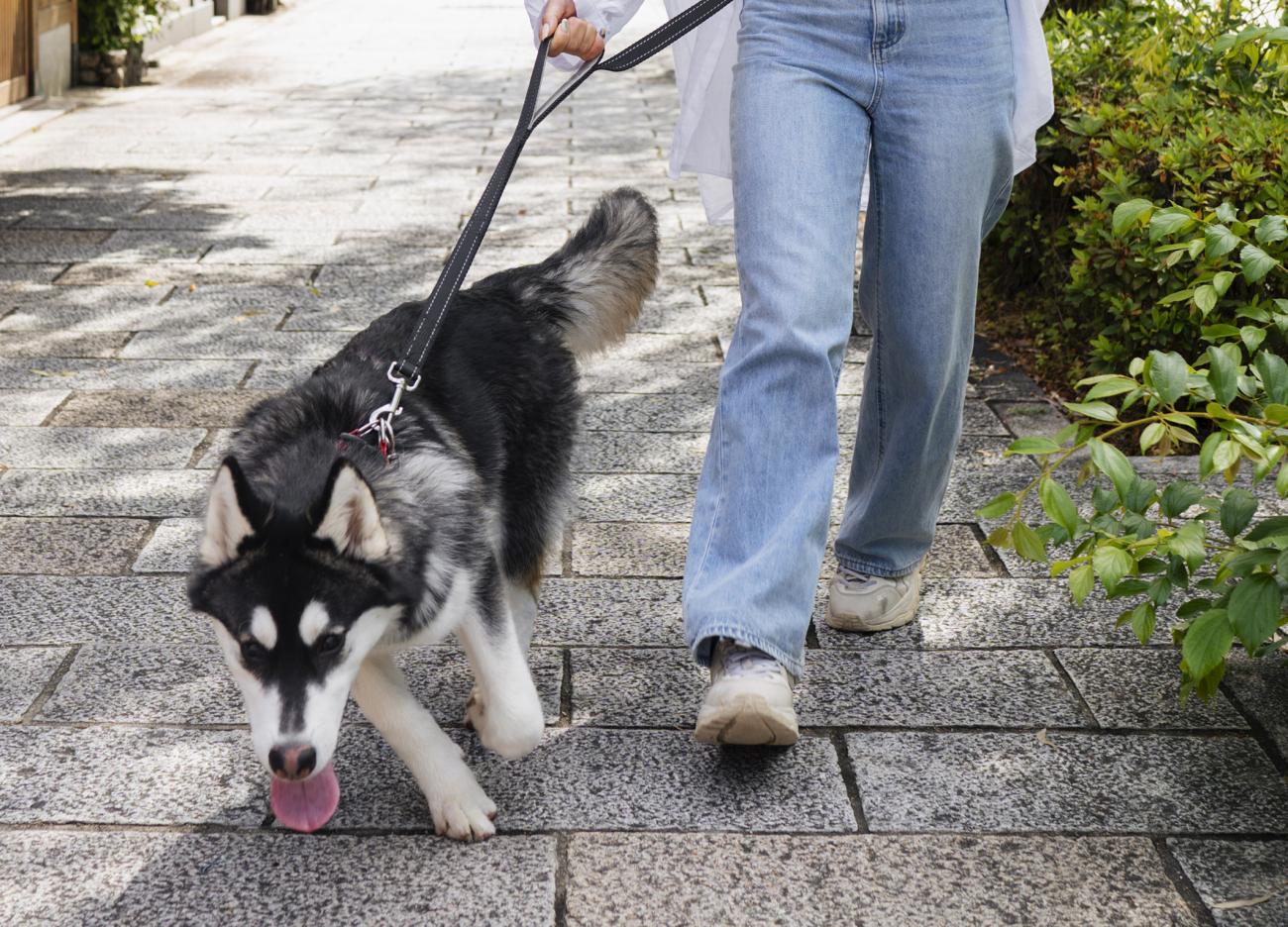La Concejalía de Seguridad Ciudadana recuerda la normativa sobre la tenencia responsable de animales